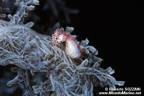 Cavalluccio pigmeo dei coralli molli (Hippocampus sp. 2)