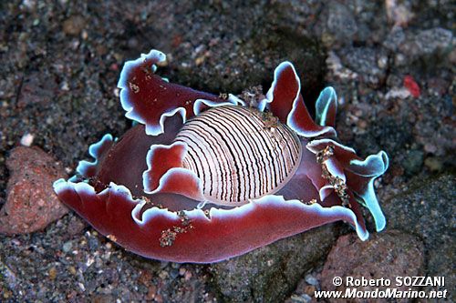 Cefalaspide (Hydatina physis)