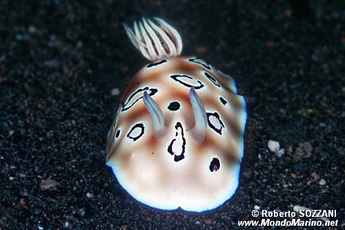 Chromodoris (Chromodoris leopardus)