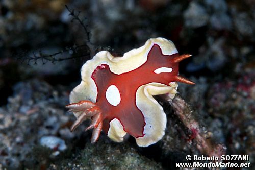 Durvilledoris (Durvilledoris pusilla)
