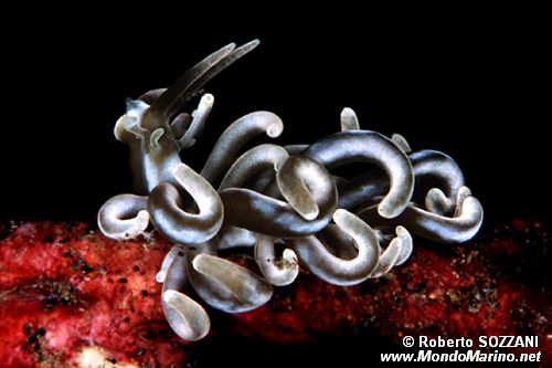 Phyllodesmium (Phyllodesmium briareum)