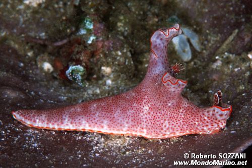 Ceratosoma (Ceratosoma trilobatum)
