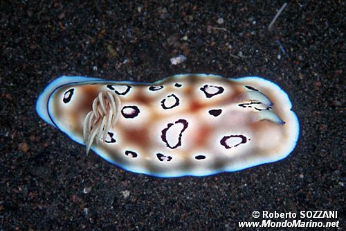 Chromodoris (Chromodoris leopardus)