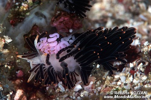 Phestilla (Phestilla melanobrachia)