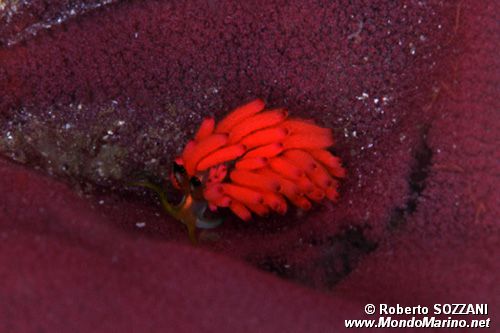 Favorinus (Favorinus tsuruganus)