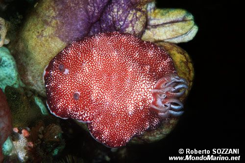 Chromodoris (Chromodoris tinctoria)