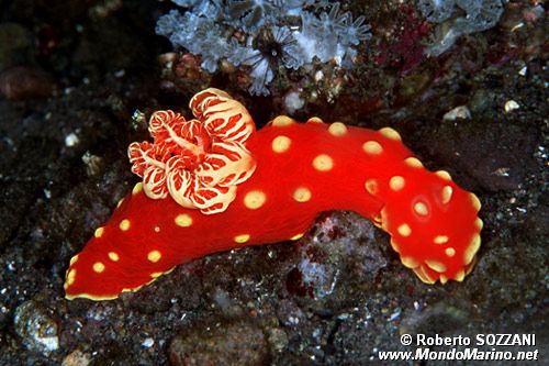 Gymnodoris (Gymnodoris aurita)