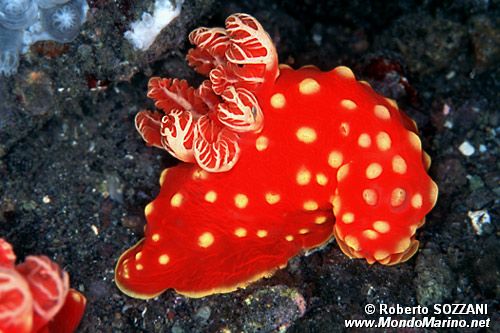 Gymnodoris (Gymnodoris aurita)