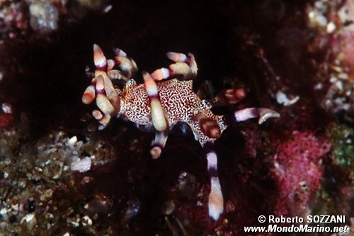 Flabellina (Flabellina riwo)