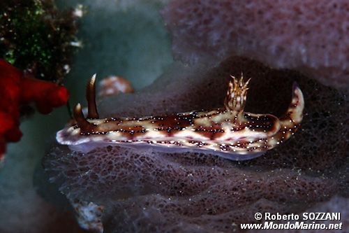 Hypselodoris (Hypselodoris krakatoa)