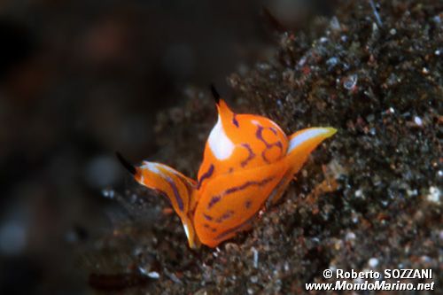 Cefalaspide (Siphopteron tigrinum)