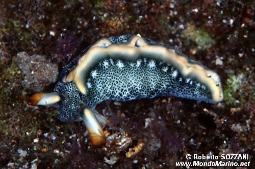 Thuridilla (Thuridilla carlsoni)