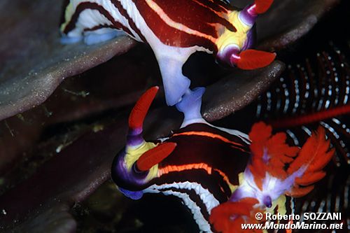 Nembrotha (Nembrotha aurea)