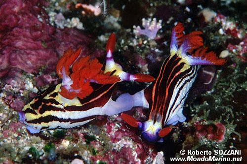 Nembrotha (Nembrotha aurea)