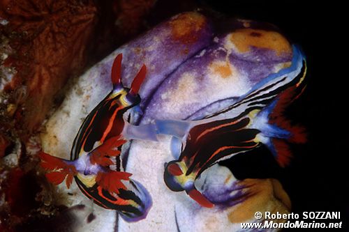 Nembrotha (Nembrotha aurea)