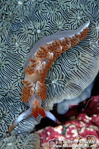 Moridilla (Moridilla brockii)