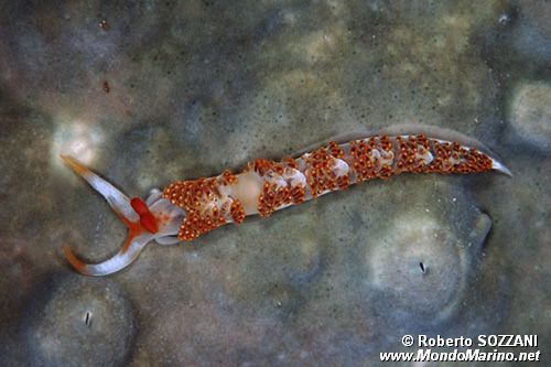 Moridilla (Moridilla brockii)