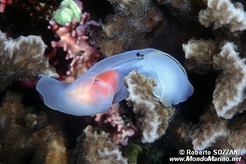 Chelidonura (Chelidonura amoena)