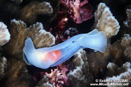 Chelidonura (Chelidonura amoena)