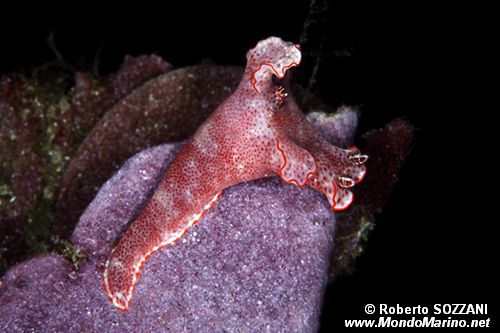 Ceratosoma (Ceratosoma trilobatum)