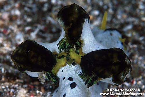 Notodoris (Notodoris serenae)