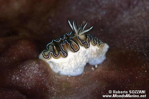 Glossodoris (Glossodoris sp. 1)