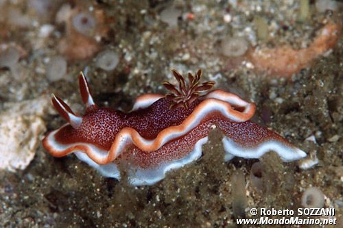 Glossodoris (Glossodoris rufomarginata)