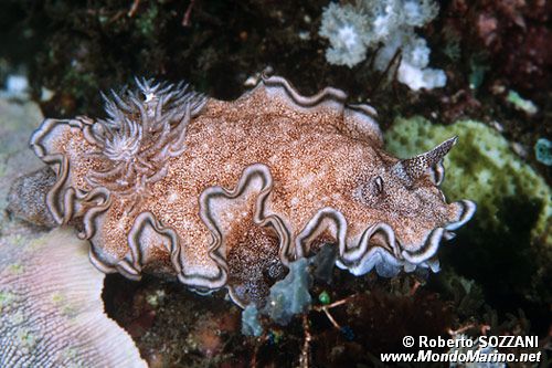 Glossodoris (Glossodoris hikuerensis)