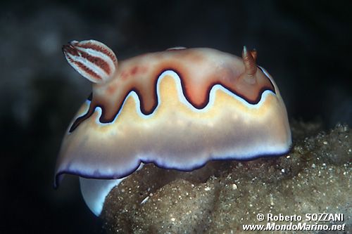 Chromodoris coi (Chromodoris coi)