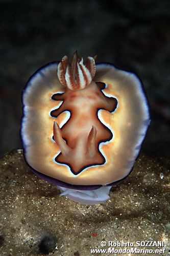 Chromodoris coi (Chromodoris coi)