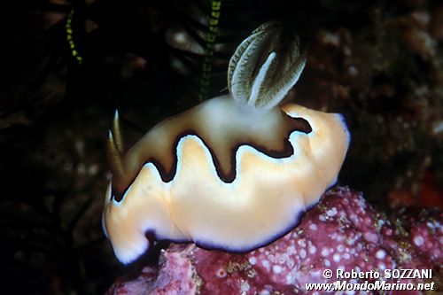 Chromodoris coi (Chromodoris coi)