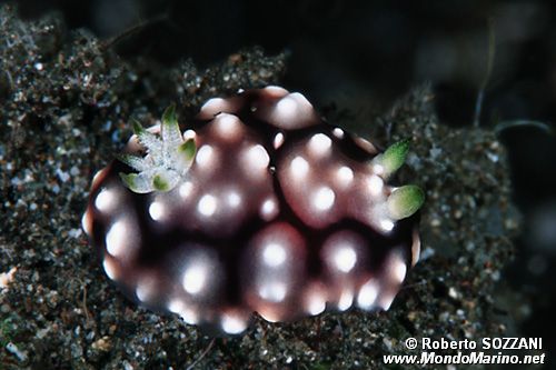 Chromodoris geometrica (Chromodoris geometrica)