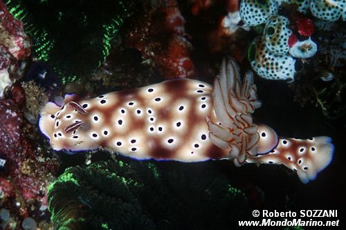 Risbecia (Risbecia tryoni)
