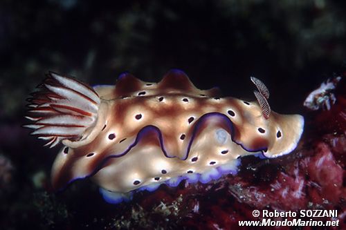 Risbecia (Risbecia tryoni)
