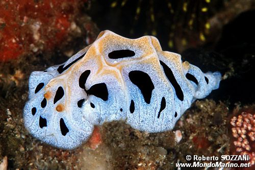 Reticulidia fungia (Reticulidia fungia)