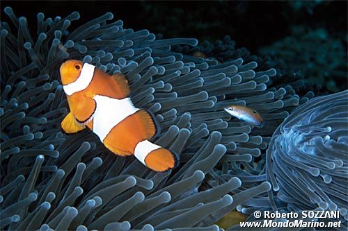 Pesce pagliaccio occidentale (Amphiprion ocellaris)