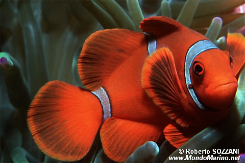 Pesce pagliaccio spinoso (Premnas biaculeatus)