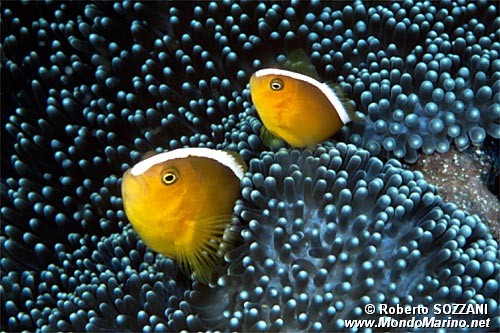 Pesce pagliaccio arancione (Amphiprion sandaracinos)