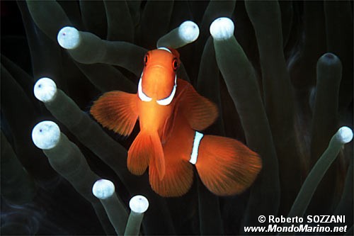 Pesce pagliaccio spinoso (Premnas biaculeatus)