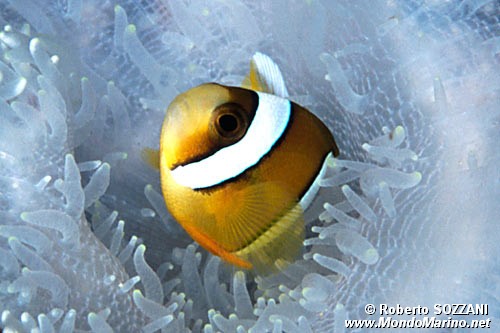 Pesce pagliaccio di Clark (Amphiprion clarkii)