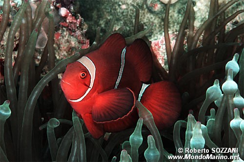 Pesce pagliaccio spinoso (Premnas biaculeatus)