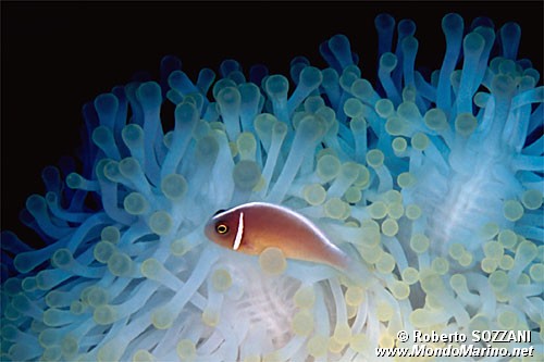 Pesce pagliaccio rosa (Amphiprion perideraion)
