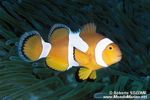Pesce pagliaccio occidentale (Amphiprion ocellaris)