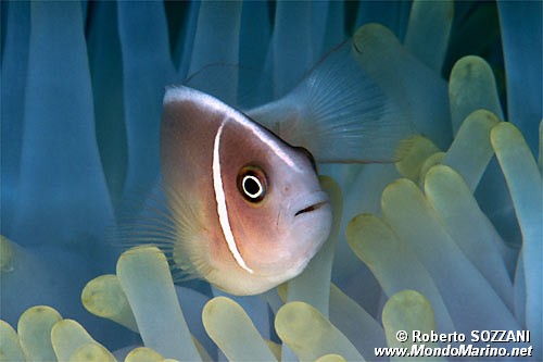 Pesce pagliaccio rosa (Amphiprion perideraion)