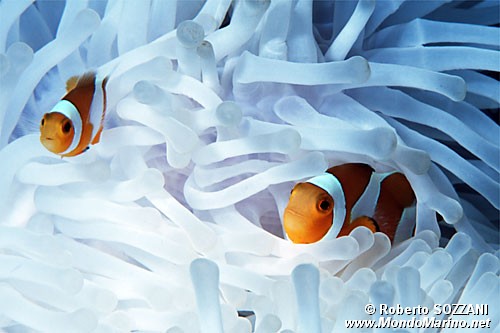 Pesce pagliaccio occidentale (Amphiprion ocellaris)