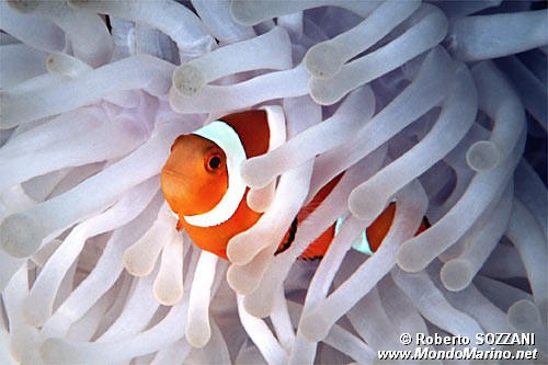 Pesce pagliaccio occidentale (Amphiprion ocellaris)