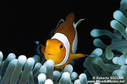 Pesce pagliaccio occidentale (Amphiprion ocellaris)