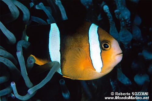 Pesce pagliaccio di Clark (Amphiprion clarkii)