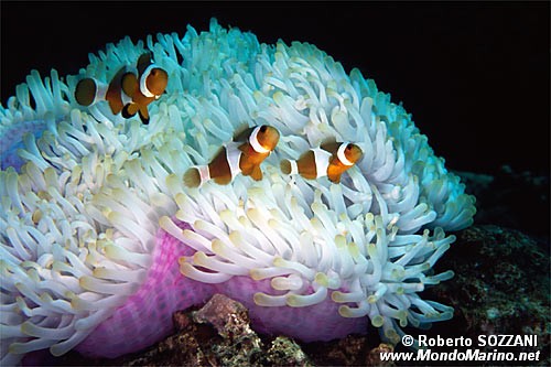 Pesce pagliaccio occidentale (Amphiprion ocellaris)