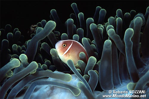 Pesce pagliaccio rosa (Amphiprion perideraion)